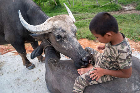 Seberang Perai, Penang/Malaysia - Jun 19 2018: A Malays kid and his friend buffalo.のeditorial素材