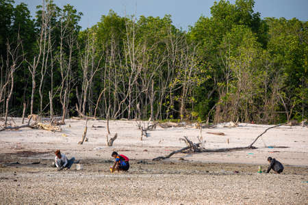 Sekinchan, Selangor/Malaysia - Oct 06 2019: Malaysian dig the clams near coastal.のeditorial素材