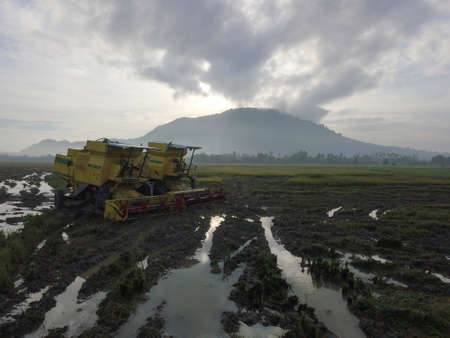 Bukit Mertajam, Penang/Malaysia - Oct 27 2019: Two yellow harvester at paddy field.