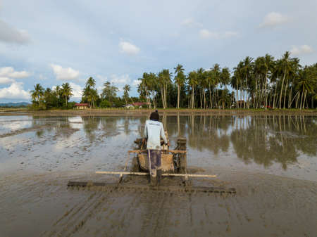 Penaga, Penang/Malaysia - Nov 02 2019: Farmer work with tractor at paddy field with background coconut plantation.のeditorial素材