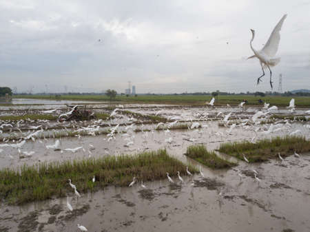 Bukit Mertajam, Penang/Malaysia - Nov 22 2019: Egret birds flying in paddy field beside tractor.
