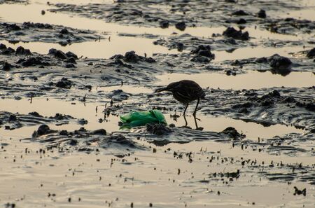 A bird near plastic rubbish at coastal.の写真素材