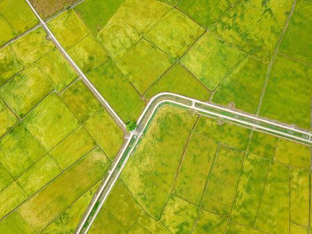 Aerial look down green paddy field in morning.