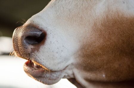 Close up of cow nose and mouth.の写真素材