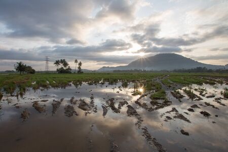 Reflection of paddy field with muddy land in foreground and hill at the background.の写真素材