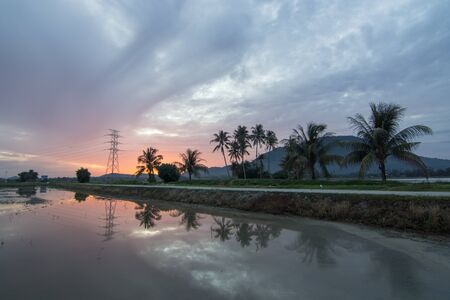Sunrise row of coconut in the cloudy morning.