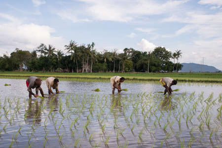 KODIANG, KEDAH/MALAYSIA  -  CIRCA October 2016: Workers transplant the paddy to field.のeditorial素材