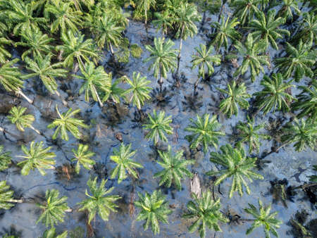 Oil palm flooded after rain.