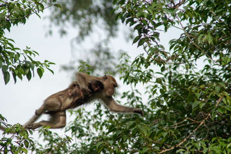 Monkey carry baby climb the tree.