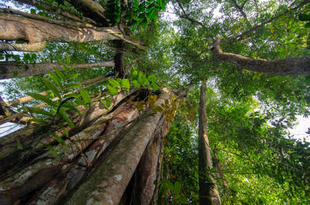 Green scenery of tree trunk. Malaysia rainforest.