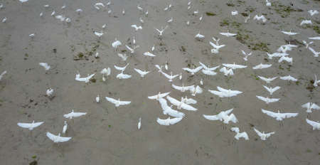 Aerial view egret birds fly at paddy field.の写真素材