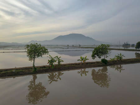 Reflection trees grow at paddy field.