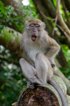 Monkey open mouth on tree look at camera. Malaysia forest monkey.
