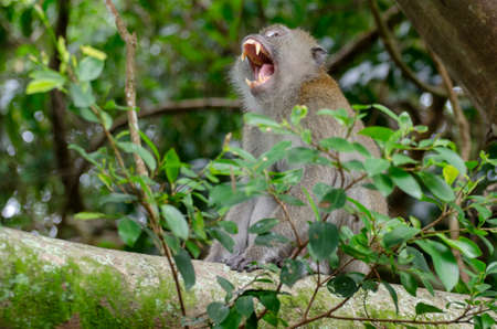 Portrait of monkey yawning at tree. Malaysia forest monkey.
