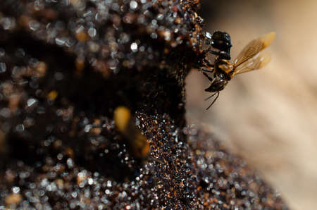 Stingless bee produce honey (madu kelutut). Local Malays product.
