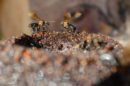 Honeybees produce honey at hive. Madu kelutut is local Malays productivity.