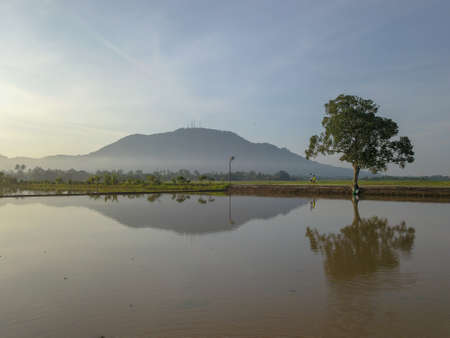 Bukit Mertajam, Penang/Malaysia - May 31 2020: Beautiful scenery at rural farm of Penang paddy field...
