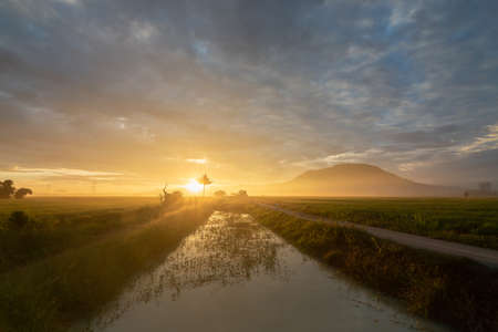 Golden sunrise over rural paddy field.の写真素材