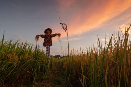 Sunset moment of paddy field. Scarecrow protect the agriculture.の写真素材