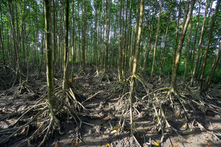 Landscape view of mangrove tree forest in sunlight.の写真素材