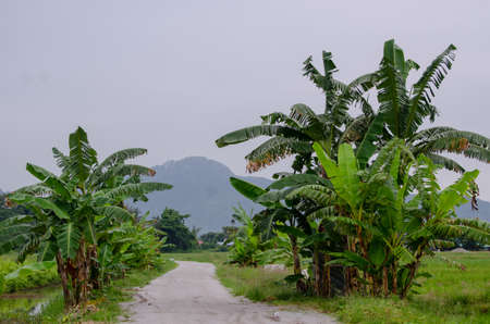 Banana tree at kampung Balik Pulau.
