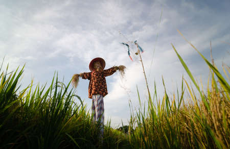 Low angle scarecrows at paddy field.の写真素材