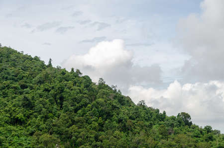 Malaysia rainforest and white cloud as background.