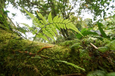 Green mossy forest Cameron Highland in morning.