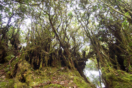 Green lush mossy forest area in the highland forest