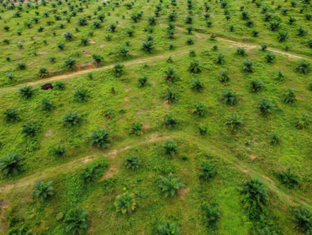Aerial view look down young small oil palm farmの写真素材