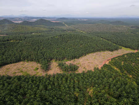 Aerial view land clearing at palm oil farm in Malaysia for replantの写真素材
