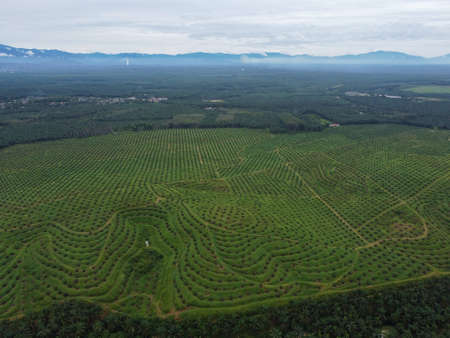 Aerial view new plantation of young oil palm farm replant