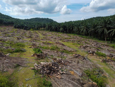 Oil palm plantation is cleared in sunny dayの写真素材