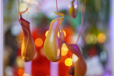Monkey cup in led blur background. Winter holiday decoration conceptの写真素材