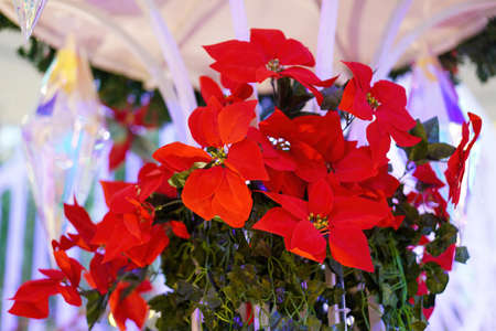 Select focus Christmas red artificial flower in white indoor. Winter holiday conceptの写真素材