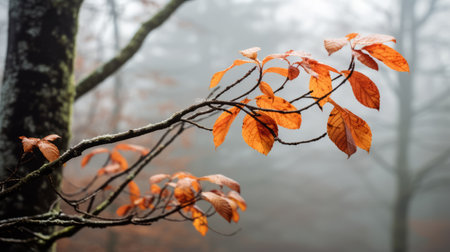 Leaves against a misty forest backdropの素材