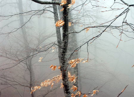 A tree with yellow dry leaves in the fogの写真素材