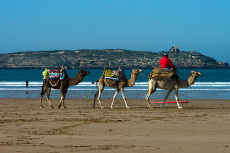Camels at the shore of Atlantic ocean at Essaoira, Moroccoの写真素材