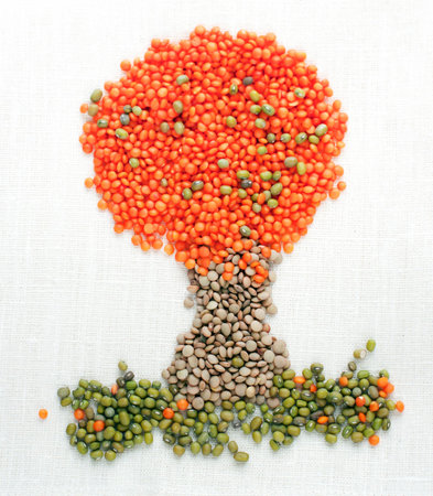 An autumn tree made of red and brown lentils and mung beans, great idea to play with children as mommy cooksの写真素材