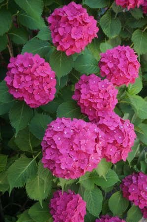 hudrangeaの写真素材