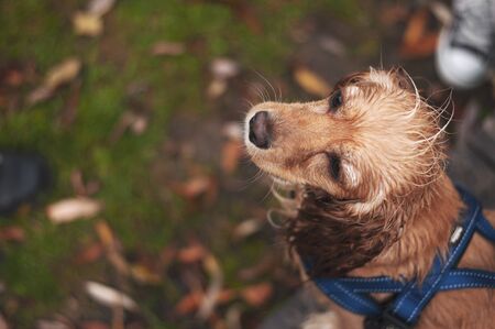 Wet dog on the beach shaking of water.American cocker spanielの写真素材