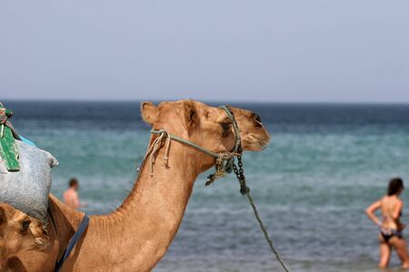 Camel walking at the beach in Monastir, Tunisia.の写真素材