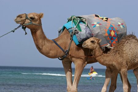 Camel walking at the beach in Monastir, Tunisia.の写真素材
