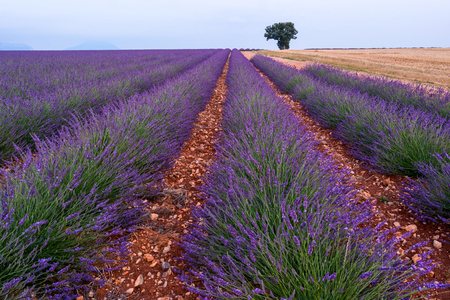 Beautiful sunset over the lavender fields in Valensole, Franceの写真素材