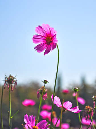 Pink Cosmos flower  in gardenの写真素材
