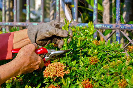 old woman pruning flowersの写真素材