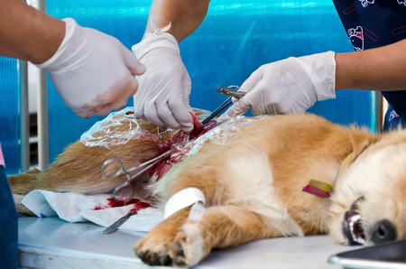 veterinarian sterilization operation on dog,の写真素材