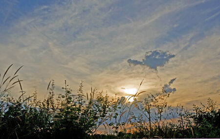 Abstract silhouette of tree branches with sunset on  blue sky.の写真素材