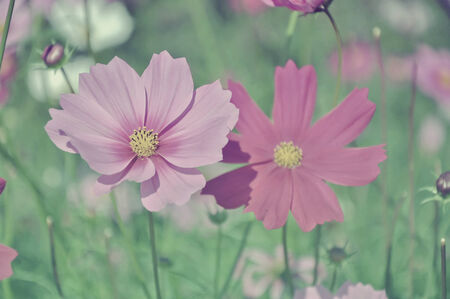 Cosmos flowers, vintage style.の写真素材