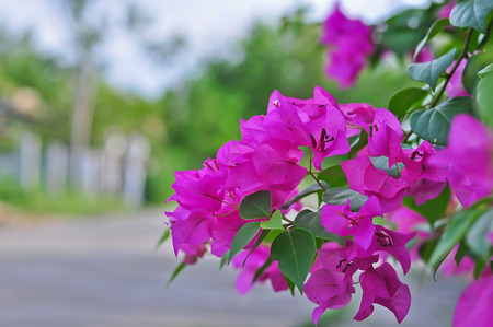 Pink blooming bougainvilleas in garden.